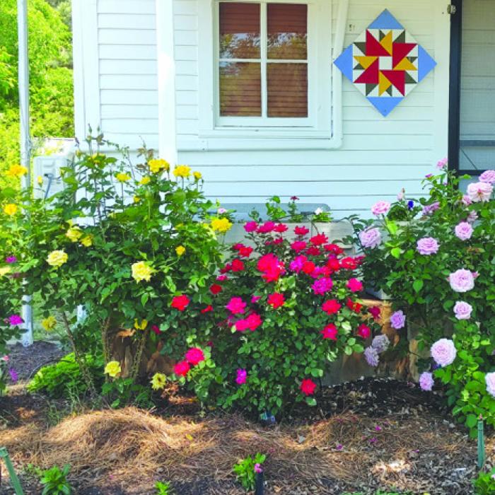 The roses in front of Zilss Hall were in full bloom for Easter weekend. Appreciation to Richard Schafer, Pat Karisch and the Bluebonnet Master Gardeners for the new flower beds that have been planted around the front entrance of Zilss Hall. It is a beautiful addition to the hall.