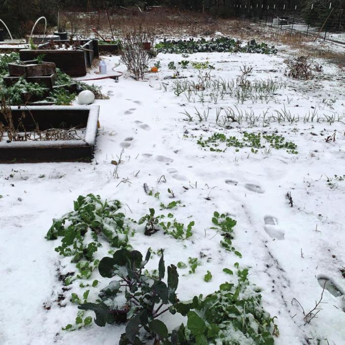 My garden looked a little frosty Sunday afternoon. Photo by Andy Behlen