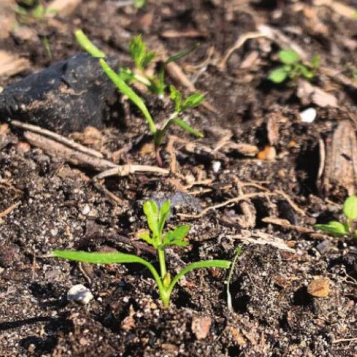 Despite being covered with snow on Sunday and Monday, these carrot seedlings were loving the sunshine Wednesday afternoon. Photo by Andy Behlen