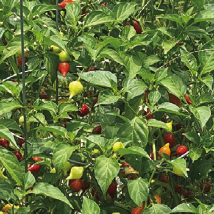 Andy Behlen’s biquinho plants.