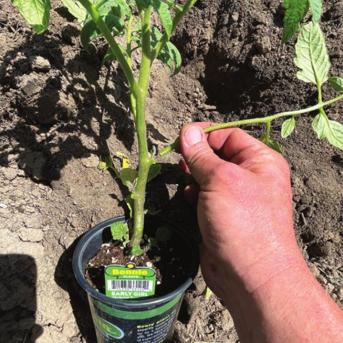 Plant Those Tomatoes Deep