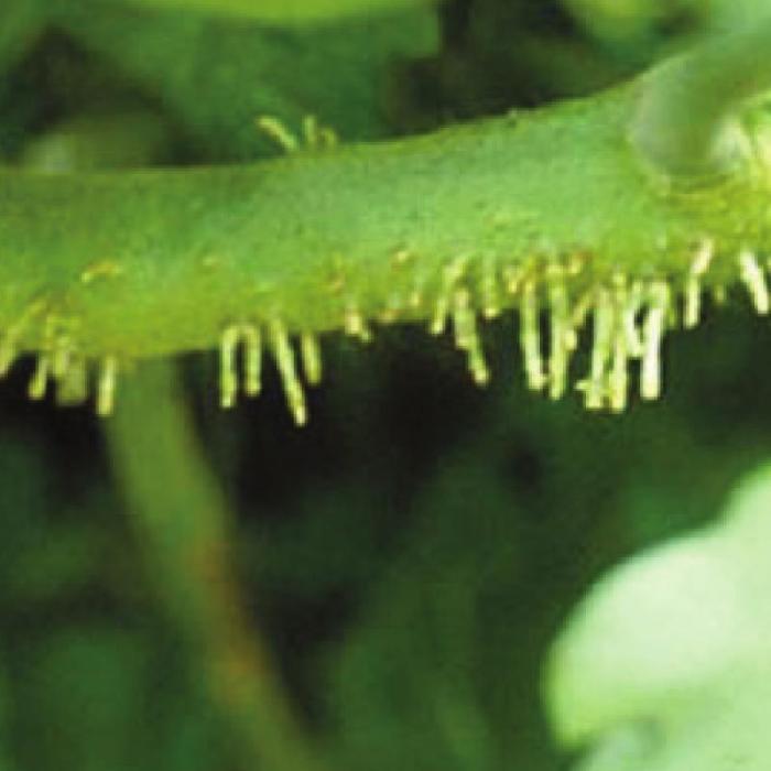 The photo at left shows me pinching side branch off a tomato plant. The photo above shows “aerial” or “adventitious” roots growing from a tomato stem.