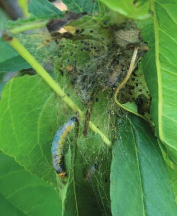Many caterpillar species, including the webworms munching on a peach tree pictured above, can cause problems in the garden this time of year. BT products are one of nature’s solutions to this problem. Photos by Andy Behlen