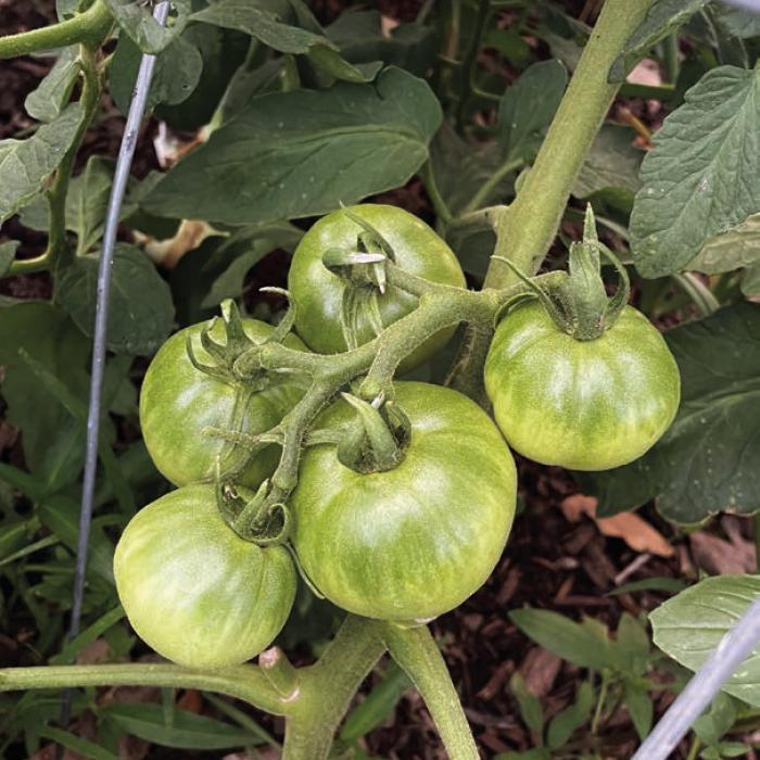 These two photos show the typical difference between heirloom and hybrid tomatoes. Above, my “Better Girl” hybrids are setting clusters of four to six fruits. The “Paul Robeson” heirloom pictured below has only set one fruit so far. While it may have better flavor, it can’t compete in production with hybrids.
