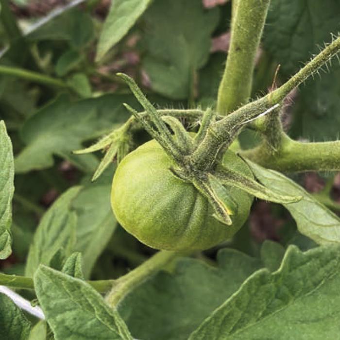 Rain, Herbicides and Comparing Tomatoes