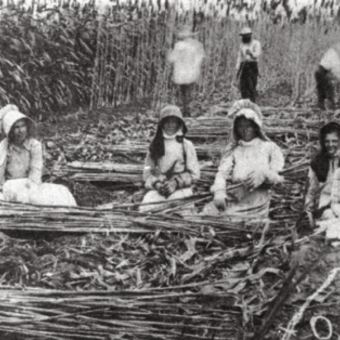Photograph by O. B. Pokorny, taken on July 9, 1912 of the Frank Pokorny family of Ellinger, along with two relatives, cutting and de-leafing sugar cane for the syrup press. Courtesy of the Fayette Heritage Museum &amp; Archives, La Grange.