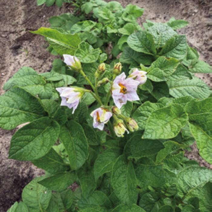 Lots of my potato plants are flowering right now. That’s usually a good sign of tuber growth.