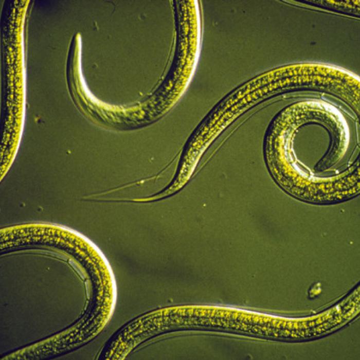 Nematodes are microscopic parasitic organisms that can be beneficial in some cases. Photo courtesy of CSIRO, via Wikimedia Commons