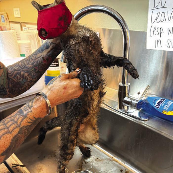 This cat was brought to the Gardenia Janssen animal shelter June 6 covered in tar and fighting for his life. Brooke Ramon and Tiffany Reid worked for hours that night trying to remove the tar.