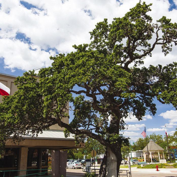 La Grange is well-known for protecting live oak trees (like the historic Muster Oak downtown, above) – so much so that the city has made a point of paving streets around them for decades. A city ordinance over 125 years old requires permission to cut down a live oak in the city.