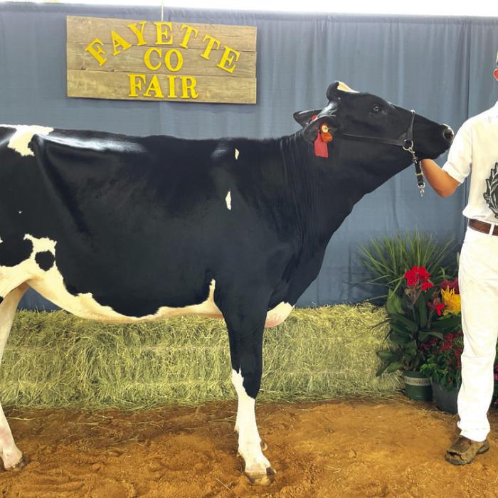 DAIRY SHOW • SENIOR SHOWMANSHIP Blaine Zapalac