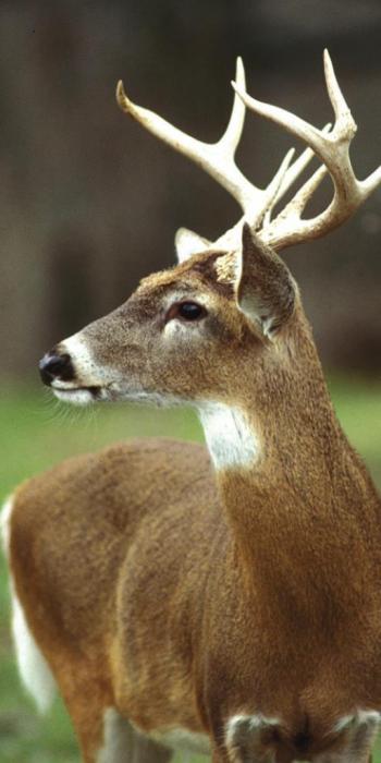 A white tailed buck deer. Photo courtesy of Texas Parks and Wildlife Department.