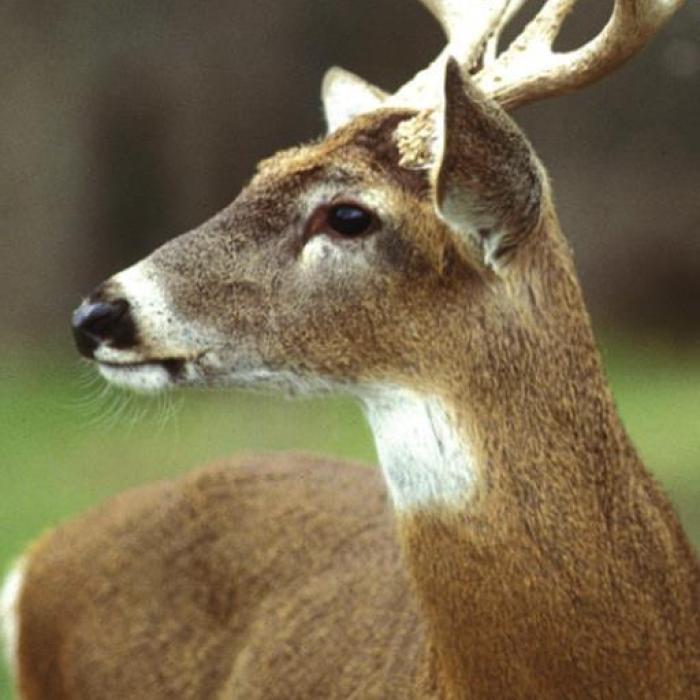 A white tailed buck deer. Photo courtesy of Texas Parks and Wildlife Department.