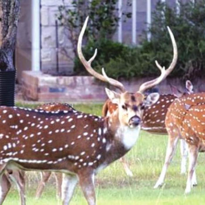 A herd of axis deer. Photo courtesy of Texas Parks and Wildlife Department
