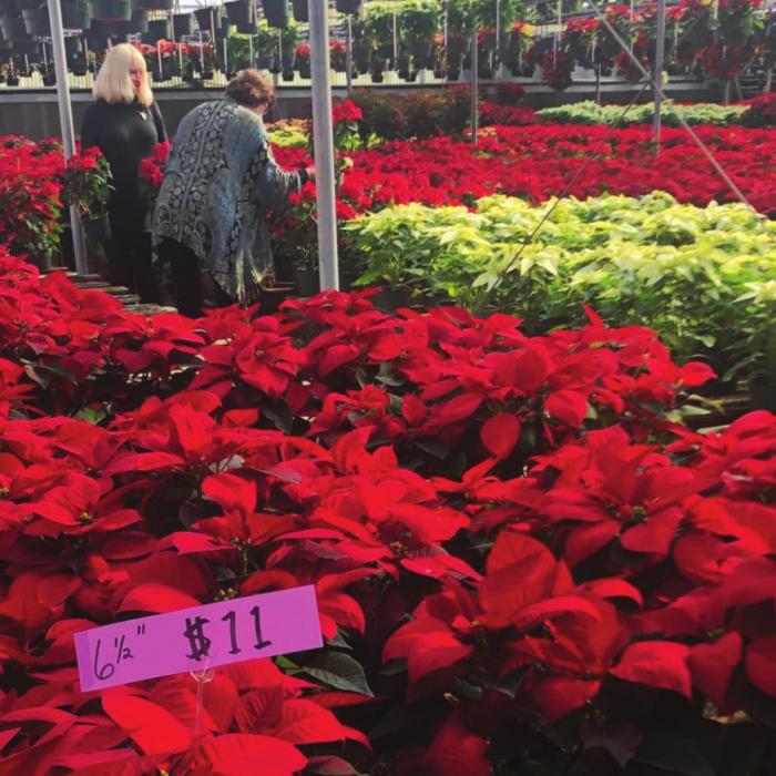 Color of Christmas