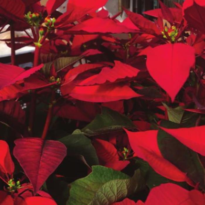 Color of Christmas