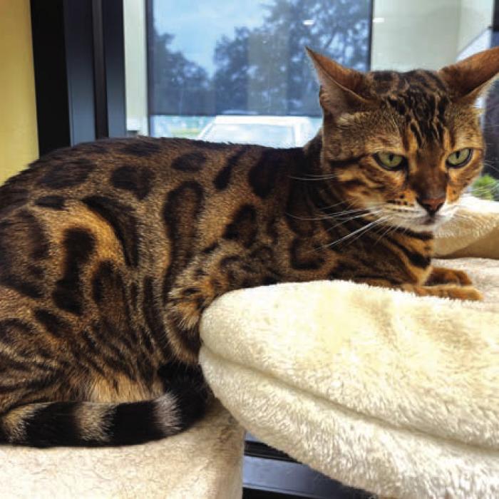 And in Other Animal Shelter News ...