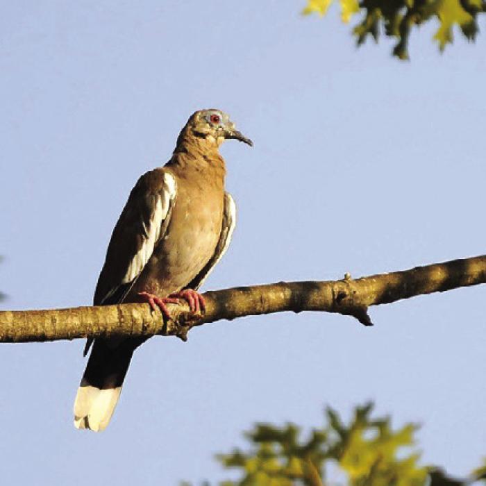 A white-wing dove perched on a branch. Photo courtesy of Texas Parks and Wildlife