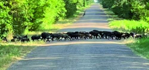 Hogs on the Move in Muldoon