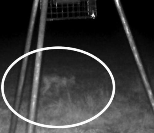 A mysterious creature caught on a game camera at the Demel farm in Dubina last year will be featured on a Discovery Channel Expedition X episode next week titled “Texas Chupacabra.”
