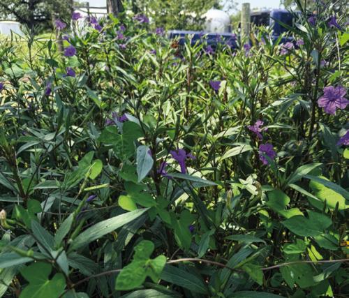 Mexican petunia has proven to be one of the hardiest plants in my landscape. But it can be quite invasive. Photo by Andy Behlen