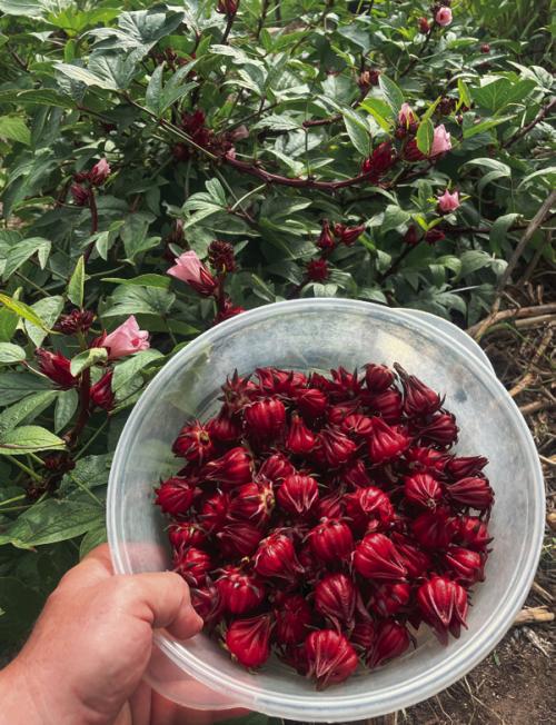 I took this photo of my roselle harvest in October of 2023. I’m growing this plant for the second time this year.