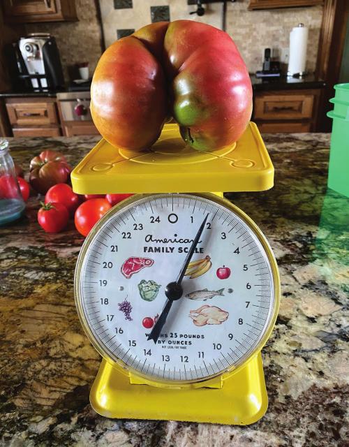 Another Hefty Tomato