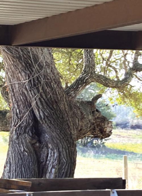 Jimmy Dwigans of CTL Tree Service in La Grange was trimming a tree last week on FM 2503 and sent us this photo because he thought this trunk looked like it had a bull charging out of it. We agree!