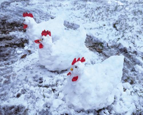 Douglas Janda, backyard chicken farmer, made snow chickens after the recent snowfall in Fayette County. Connie Julian shared the photo of his new flock.