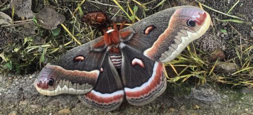 Gerald Pargac captured this beautiful photo of a Cecropia Moth next to his shop in Forest Hill East outside La Grange last week.