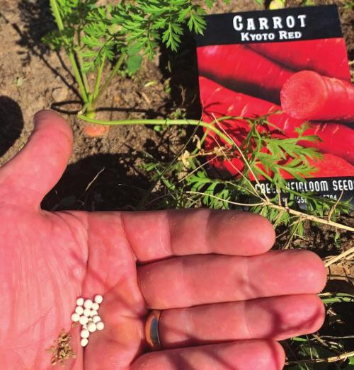 Notice the difference between the pelleted carrot seeds and normal carrot seeds. Pelleted seeds are much easier to plant.