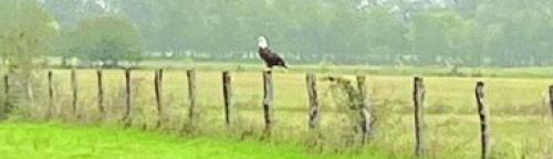 Bald Eagle Spotted Near Holman