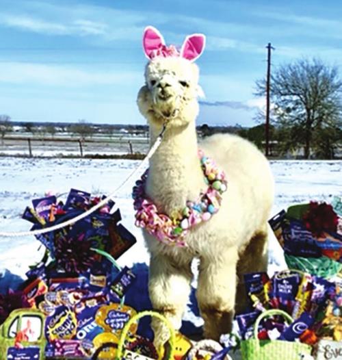 Local Alpaca Finalist in Cadbury Contest