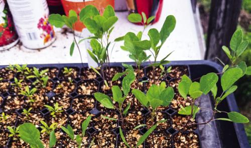 I’m growing some papalo for the first time this year. This herb is supposed to taste a little like cilantro. But unlike cilantro, which grows better in cool weather, papalo loves the heat.