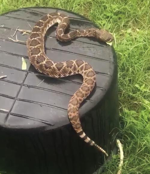A Rattlesnake Tale