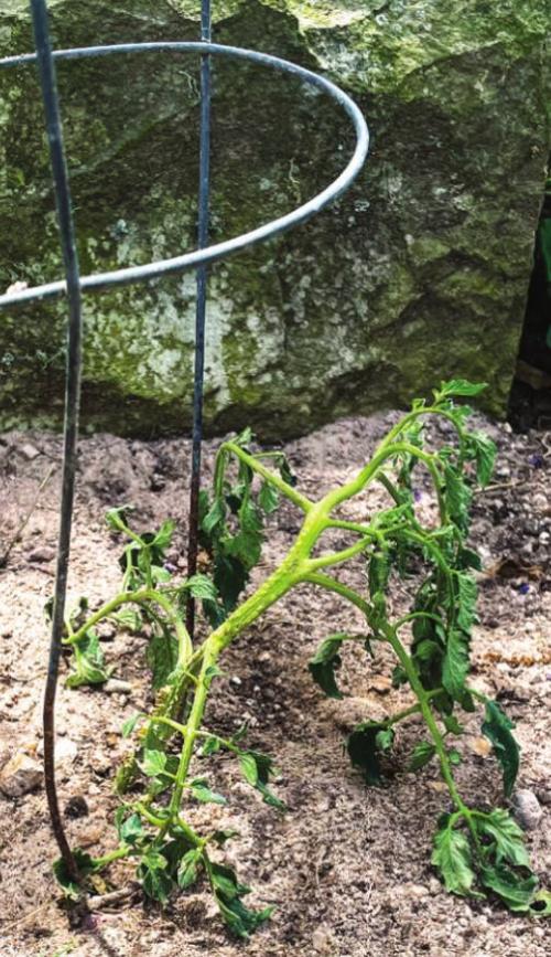 Fundamentals as Key In Gardening as They Are in Sports