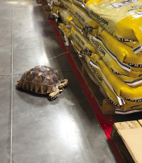 Taffy enjoys a walk through Tractor Supply.