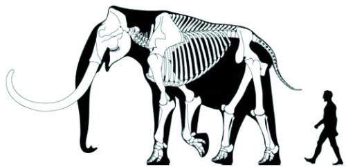Columbian mammoth’s size as compared to a human. Image from Wikipedia.com.