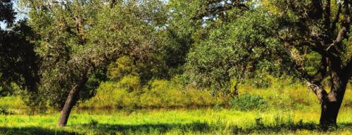 Beautiful oak trees and a pond dot the peaceful six acres of land behind the Hope Hill subdivision that the City of La Grange plans to turn into a park. The City will apply for a grant to help pay for some of the park construction costs. Plans call for a hike and bike trail, exercise stations, a playground, community garden, butterfly garden and more. Photo by Andy Behlen