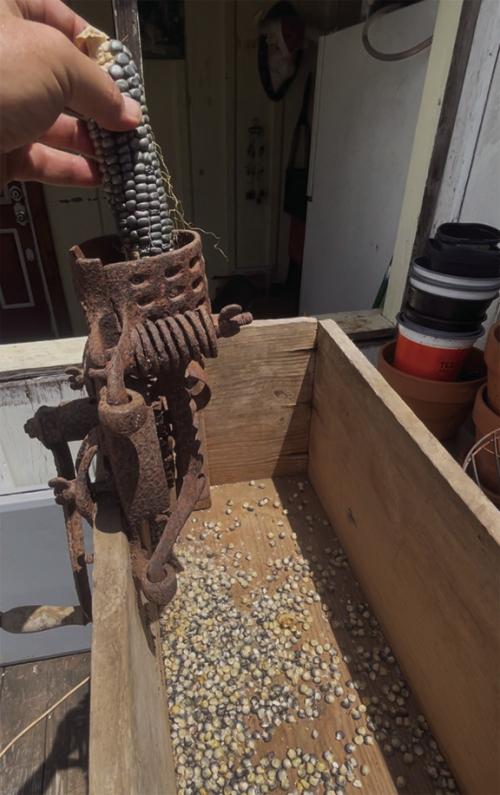 I found this old corn sheller in a barn many years ago and finally put it to use this weekend.