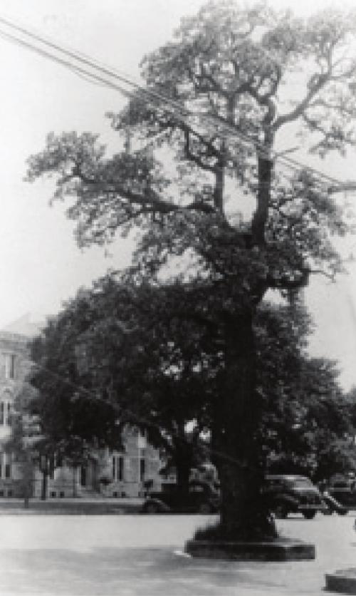 1940s postcard photograph of the Historic Oak. Photo courtesy of the Fayette Heritage Museum and Archives