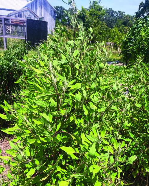 This plant, huauzontle, doesn’t look like much right now. Its leaves can be eaten as a green. But in a few weeks, hopefully, it’ll send up some seed heads. When the seed heads are green and immature, they can be used as a vegetable similar to broccoli. But unlike broccoli, which prefers cooler weather, huauzontle thrives in the heat.