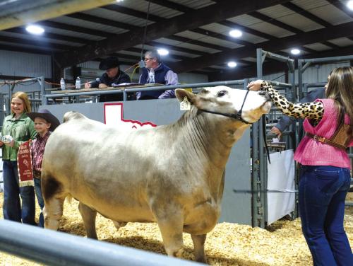 Flatonia Champion Steer Sells for $10,000