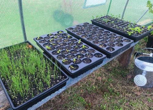 I started these seedlings on my porch about a month ago, before I even knew I was getting a greenhouse for Christmas. From left they are Bulgarian giant leeks, Flashy Butter Gem lettuce, Chinese pink celery (which is very slow-growing and has taken weeks to sprout) and the tray all the way on the right contains several different cole crops including purple kohlrabi, Chinese cabbage, Tuscan kale and tree collards. Photos by Andy Behlen