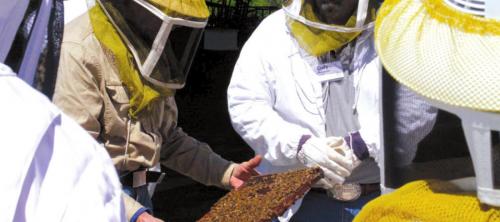 Students at the Bee School can suit up and watch while a hive of live bees is opened and inspected. School will be held March 26 in Brenham.