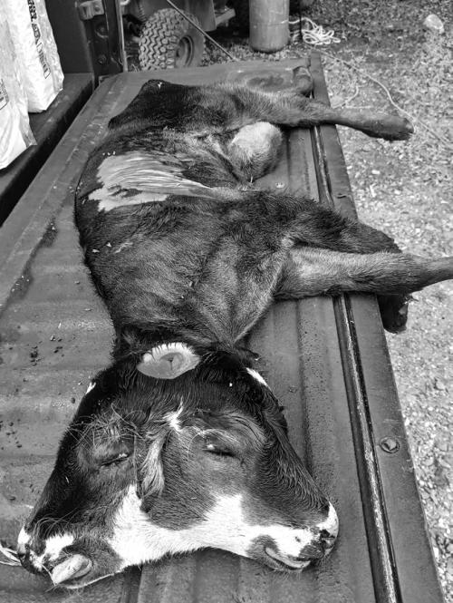 Two-Headed Calf Born in High Hill