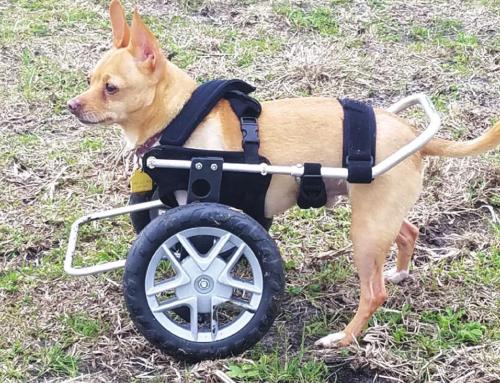 With only two legs, Deb Dahlberg-Rowland’s chihuahua Stew D. Baker still gets around well with a custom wheel chair.