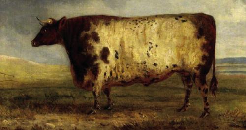 “A Durham Ox,” an 1803 painting by George Gerrard. This breed of English cattle would later become known as Shorthorns.