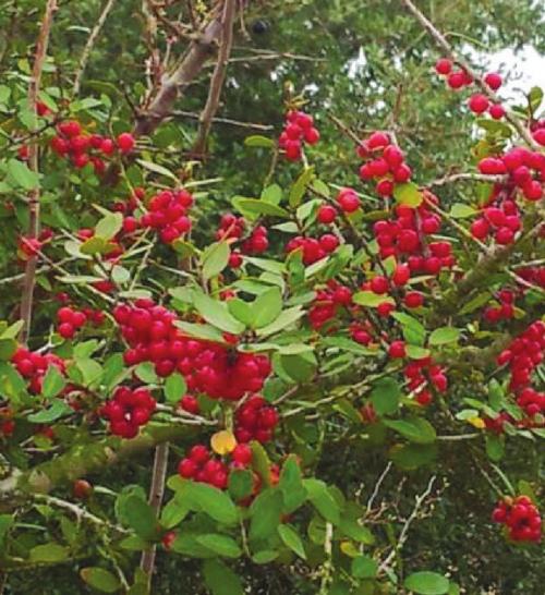 Common yaupon holly. Use the leaves for tea, not the berries. Photo by Dewain Belgard