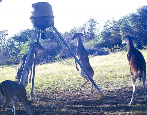 Jumpy Deer in Nechanitz